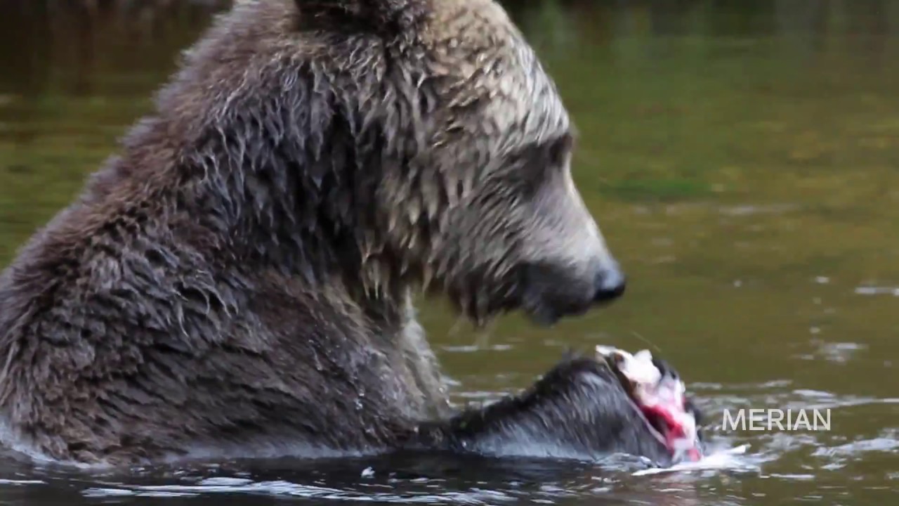 Auf Bärensafari in Glendale Cove in Kanada - Willkommen in der Wildnis | MERIAN