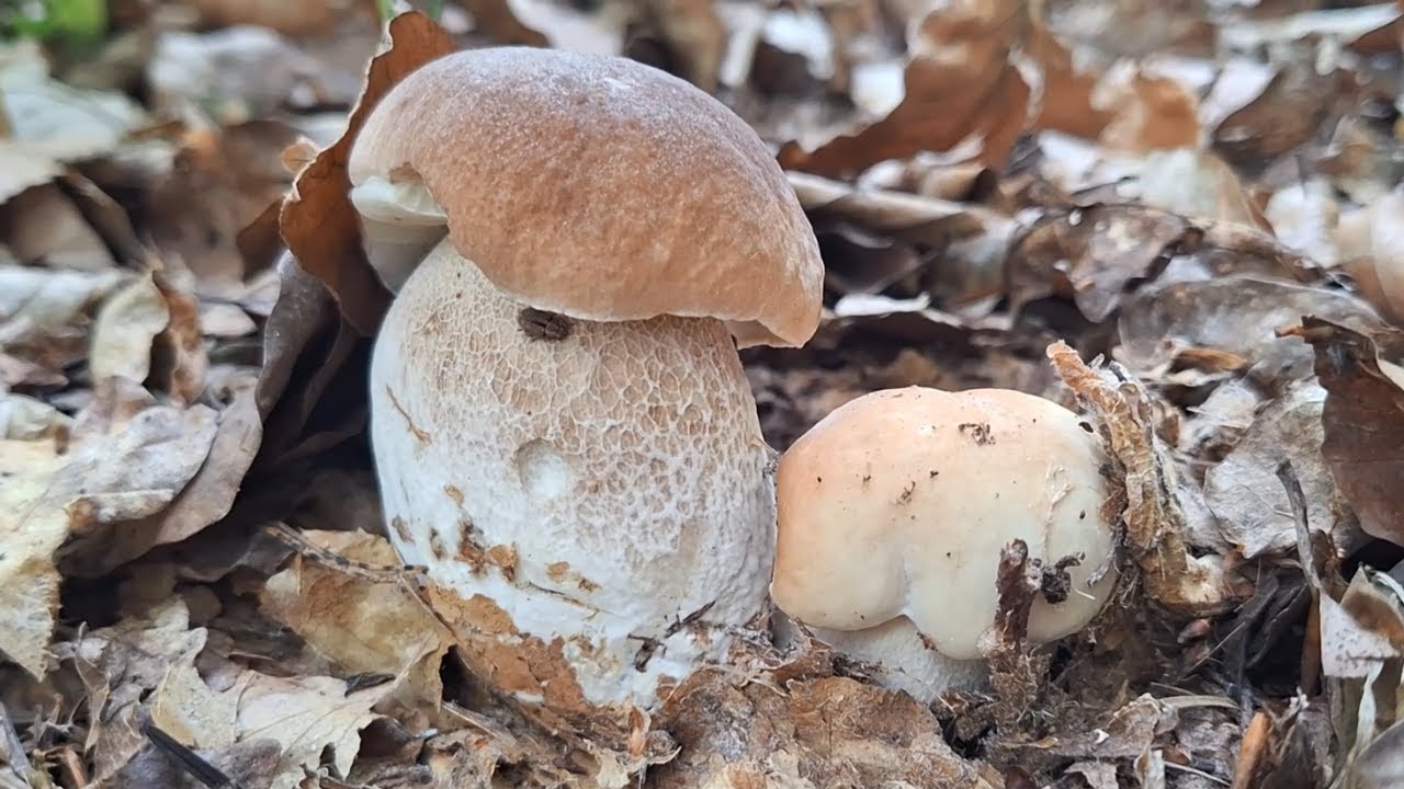 Przepiękne i grube borowiki rosną w lesie jeden przy drugim! grzyby 2025 (wrzesień 2025)