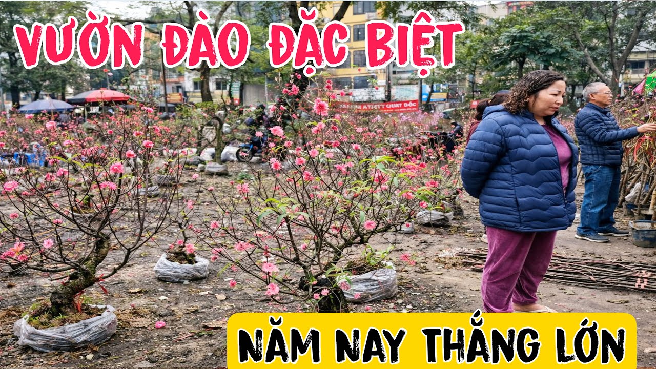 Hội Chợ Đào Quất Đẹp Nhất Hà Nội Tranh Nhau Mua Chơi Tết