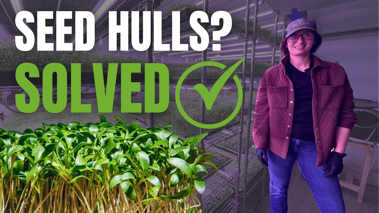 How to Grow Microgreens (Chervil, Cilantro & Cantaloupe) – Pro Farmer Tips
