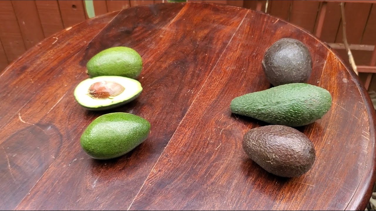 Bacon 🥑Avocado🥑 Taste Test