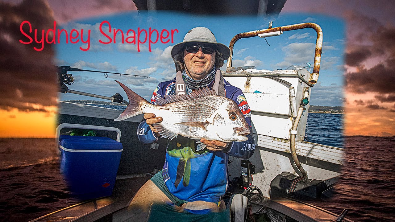 Sydney Snapper Fishing