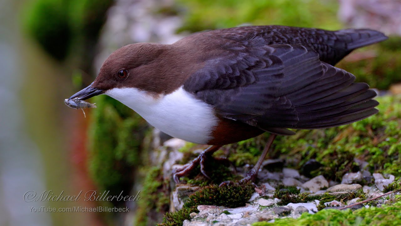 White-throated Dipper (Cinclus cinclus) catches Freshwater Amphipod