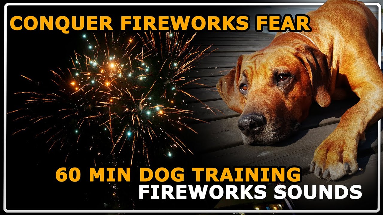 Fireworks Sounds For Dog Training– DESENSITIZATION & COUNTERCONDITIONING  🎆🐶