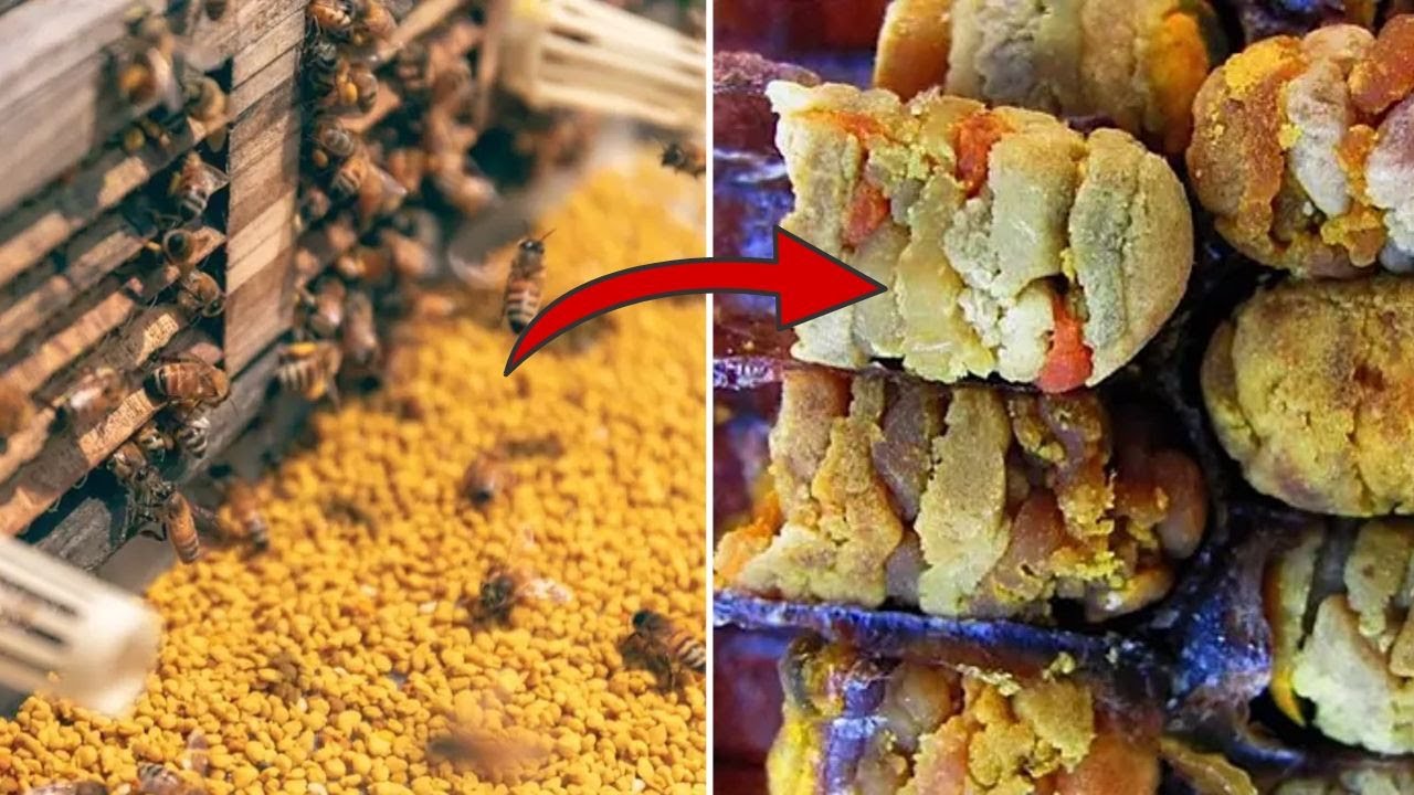El Alimento SECRETO de Las Abejas | PAN de Abeja 🐝