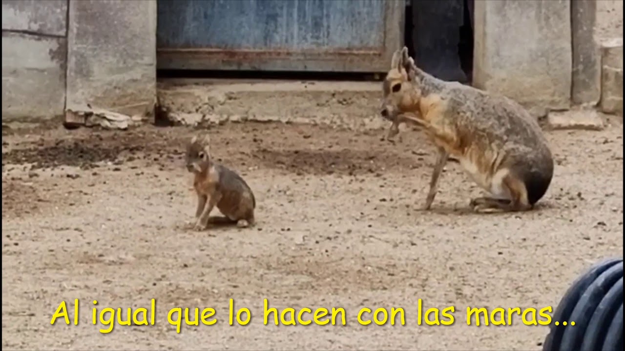 Tapir y Fauna Americana. Zoo C&oacute;rdoba 2020