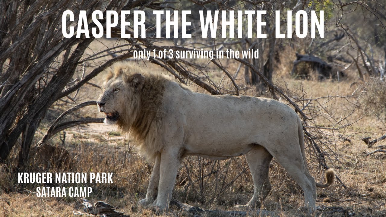 Casper the rare White Lion limping