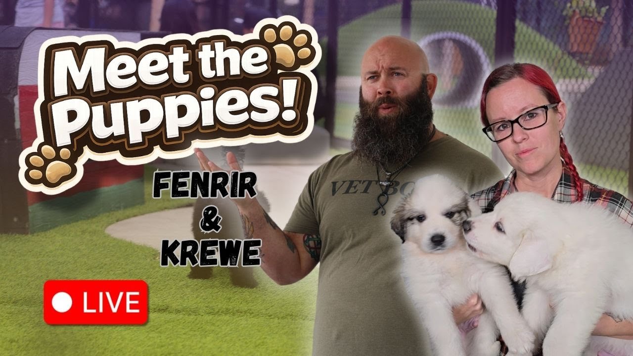 Meet the puppies live!
