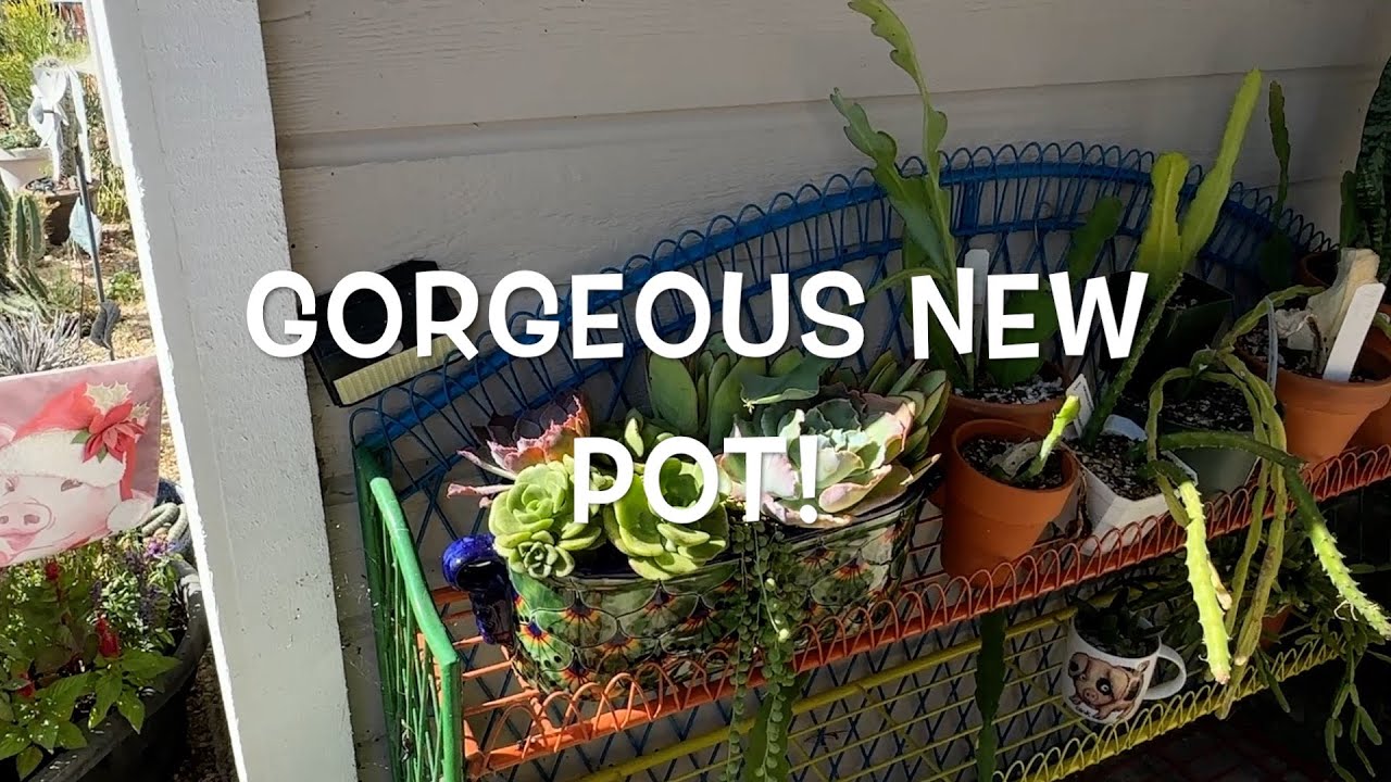 A beautiful peacock pot and more!