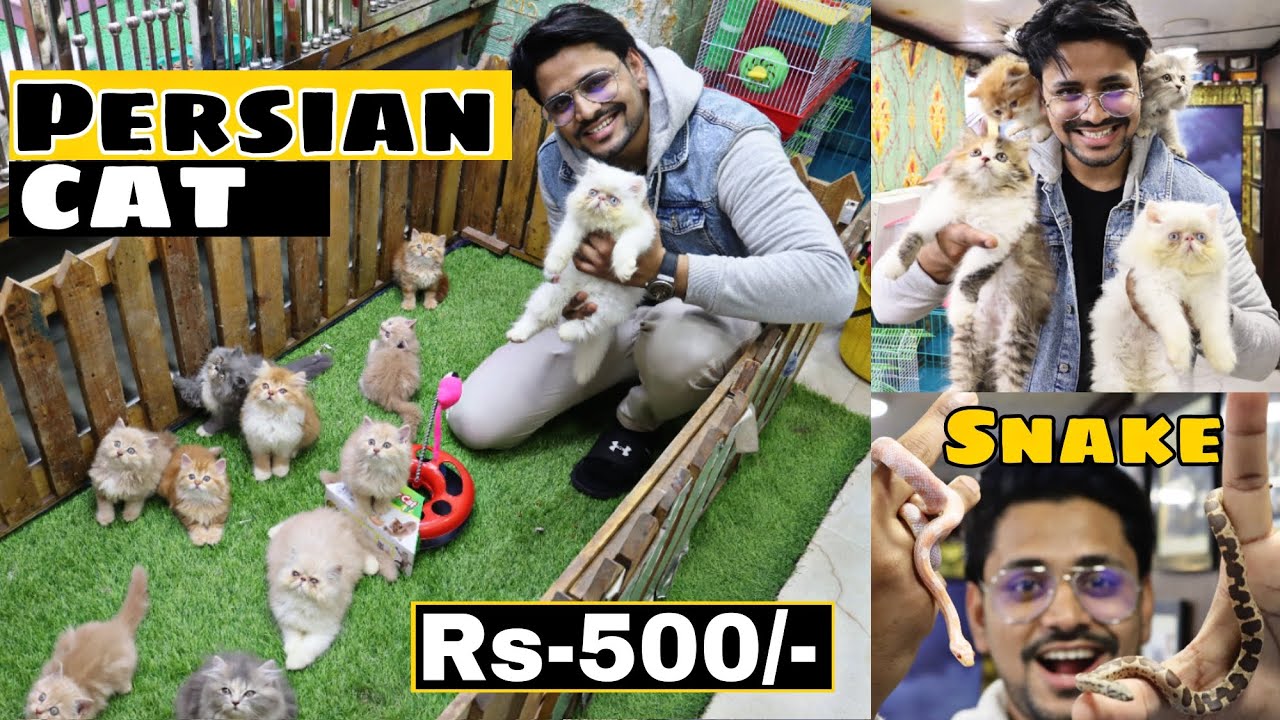 Pet Shop in Hyderabad | 😍🔥| MushiTube lifestyle