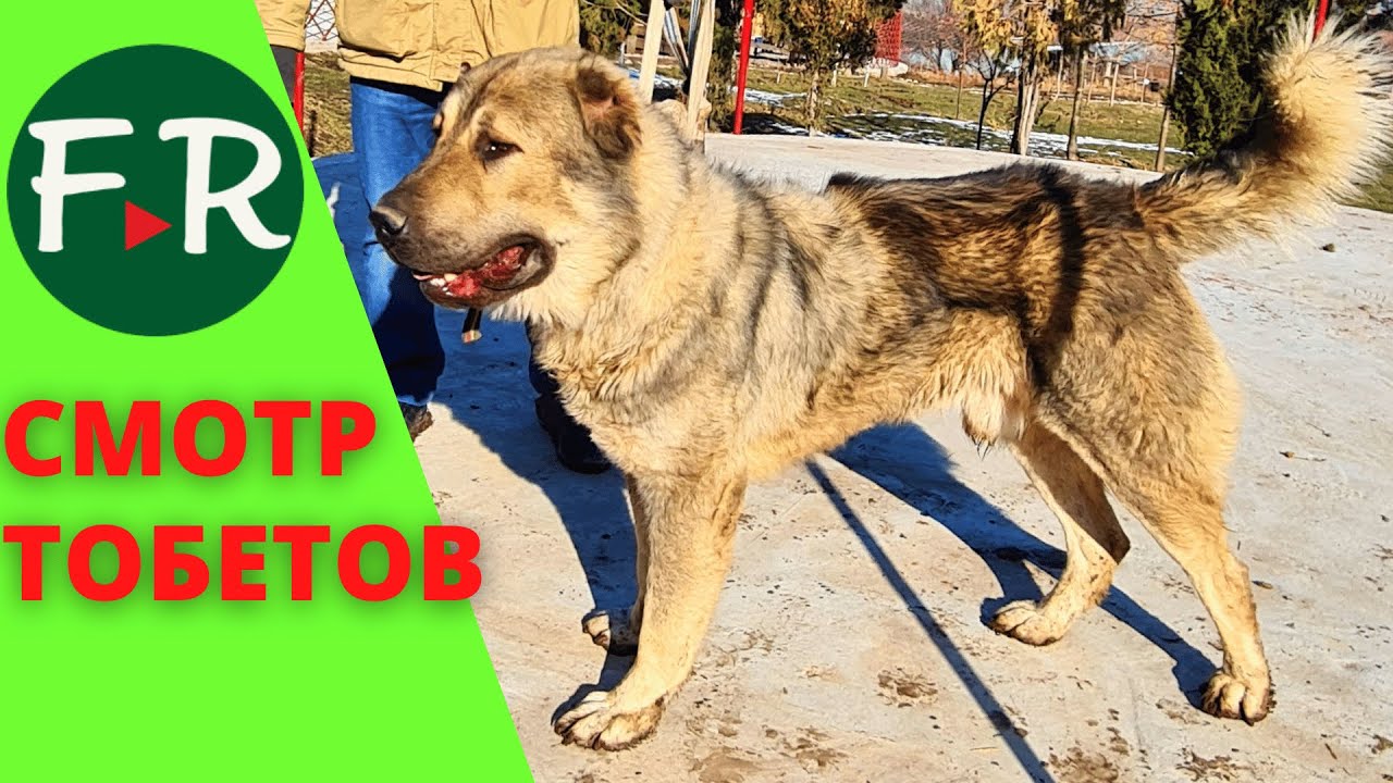 Тобет и тазы - национальная гордость и достояние Казахстана. Возрождение тобетов