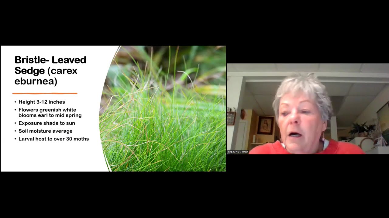 Grasses and Sedges