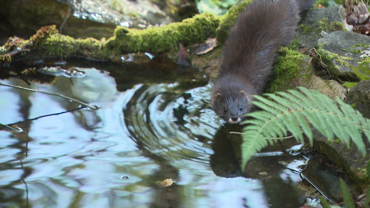 Cette réserve zoologique près de Sarlat veut sauver le vison d'Europe