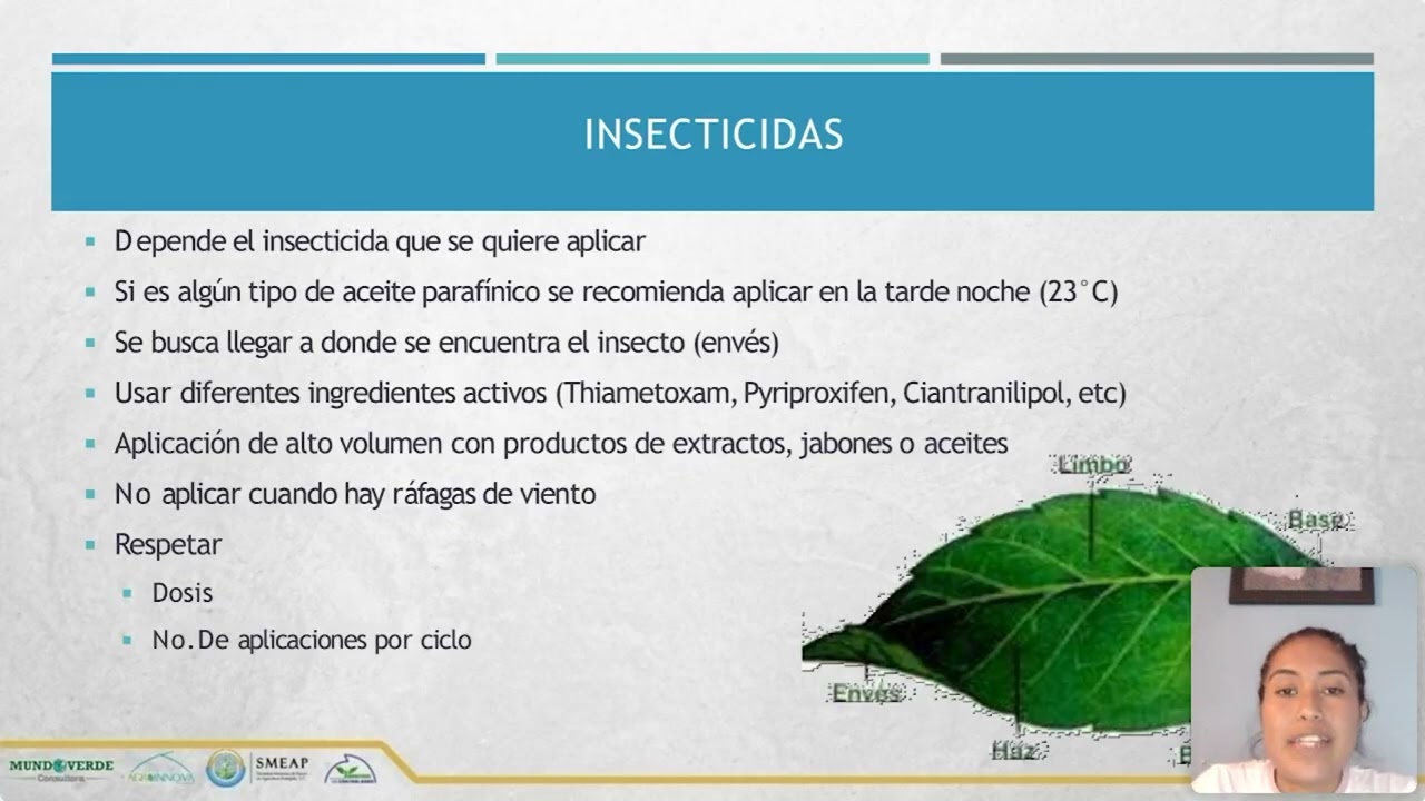 Factores clave en la aplicación foliar de sustancias agrícolas | con Liseth Fuentes