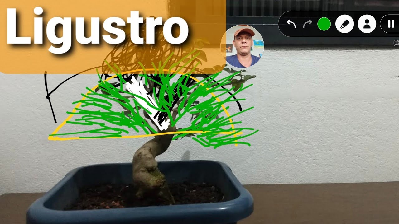 Minha árvore e sua opinião - Ligustro do Marcos