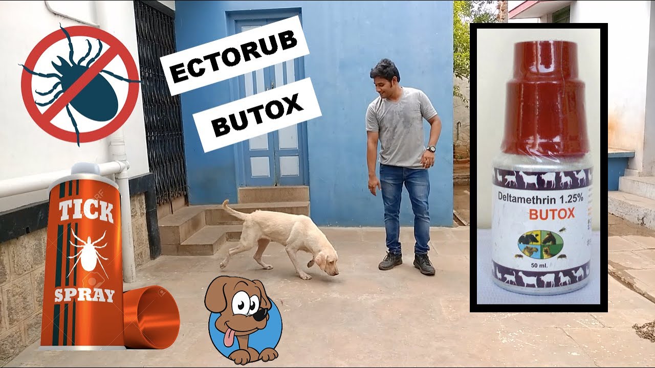 Another Solution For Dog Ticks and flea || Tick Spray || Butox || Ectorub ||