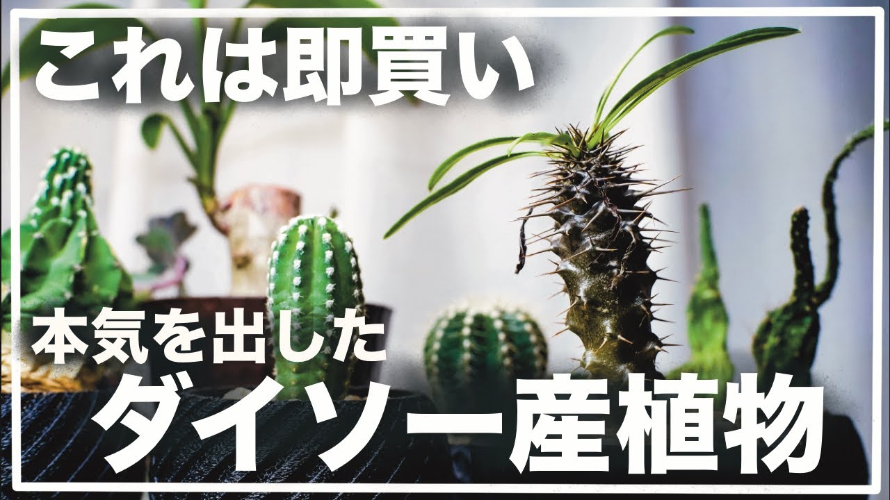 🌿♯46🌿ダイソーで発見！新たに出会った観葉植物たち！【観葉植物/ダイソー/塊根植物/パキポディウム/サボテン/plants】