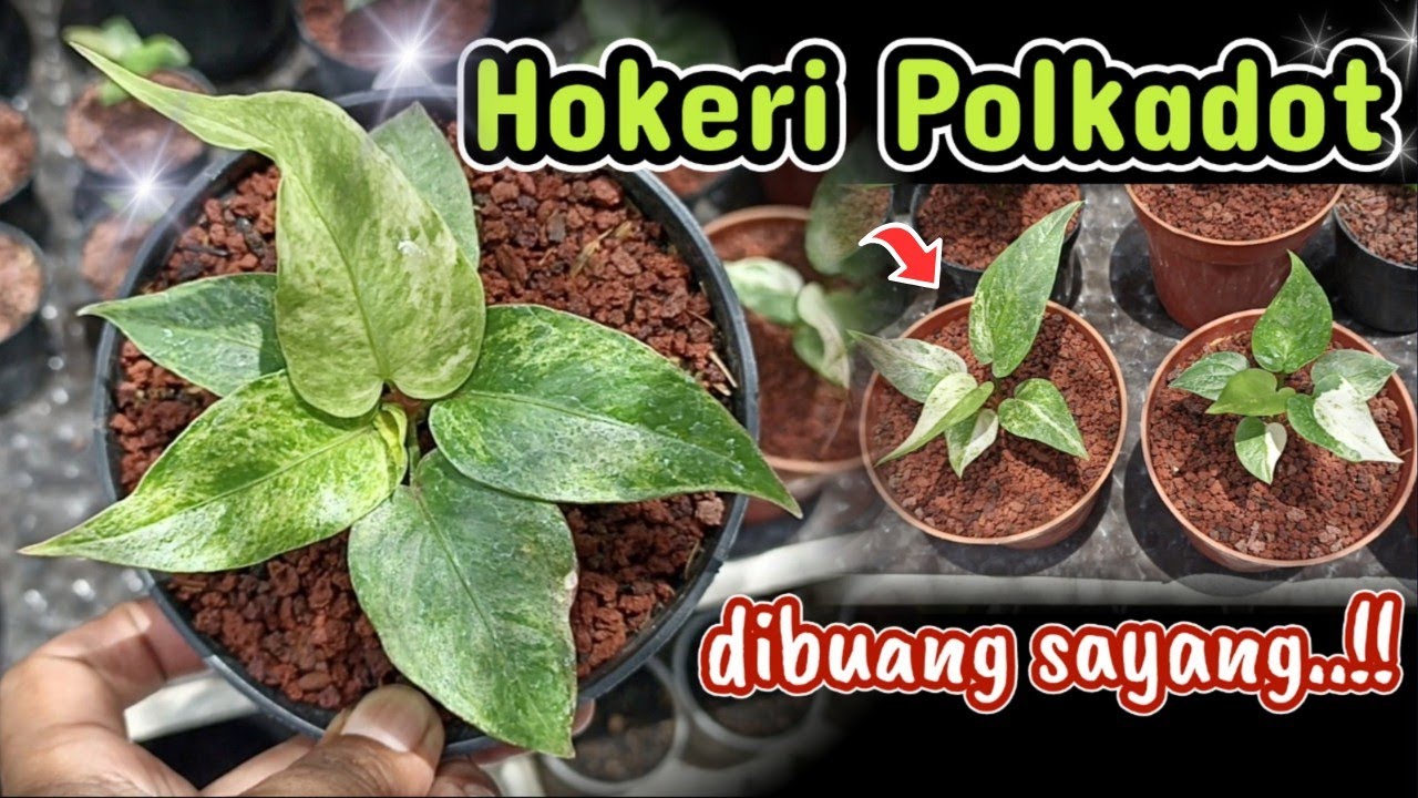 JANGAN DI SIA-SIA KAN..!! | ANTHURIUM HOKERI POLKADOT