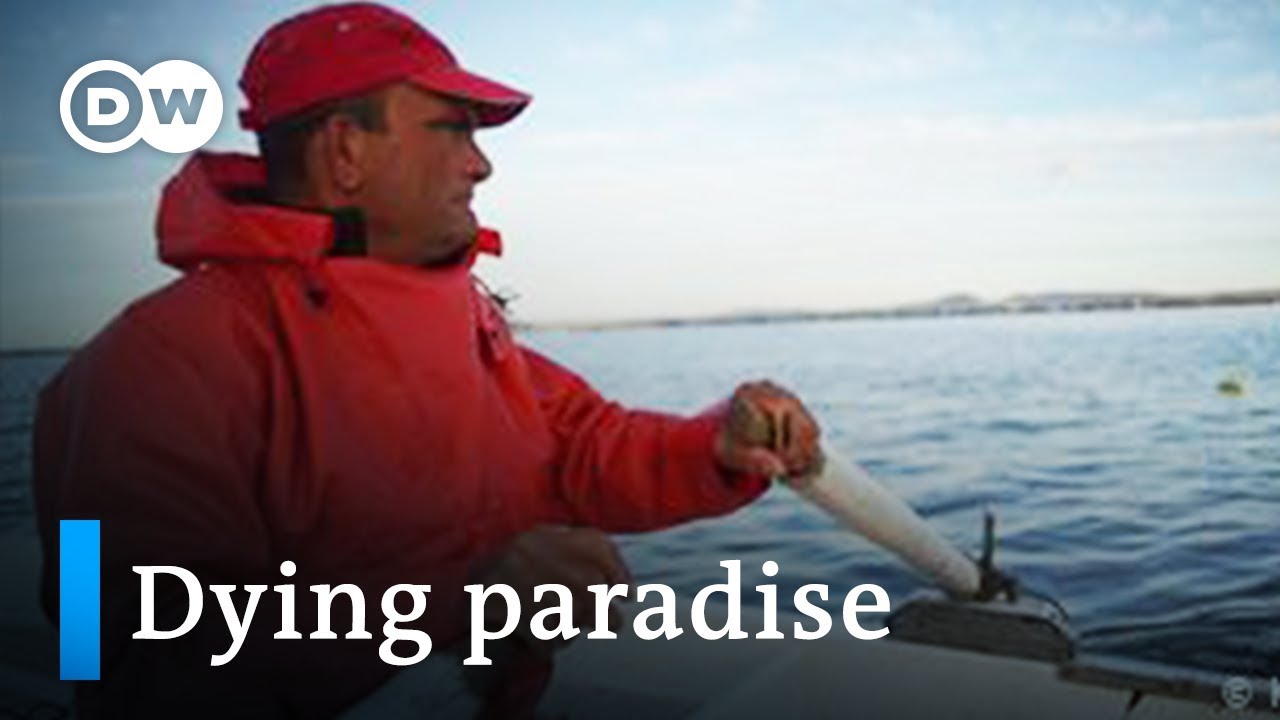Spain: Fish perishing in Mar Menor | Focus on Europe