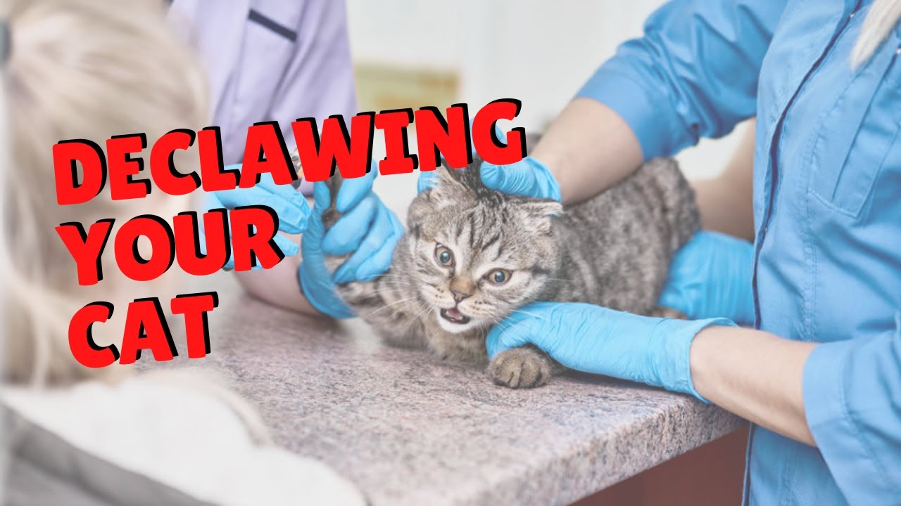 Declawing Cats | @Twocrazycatladiesofficial