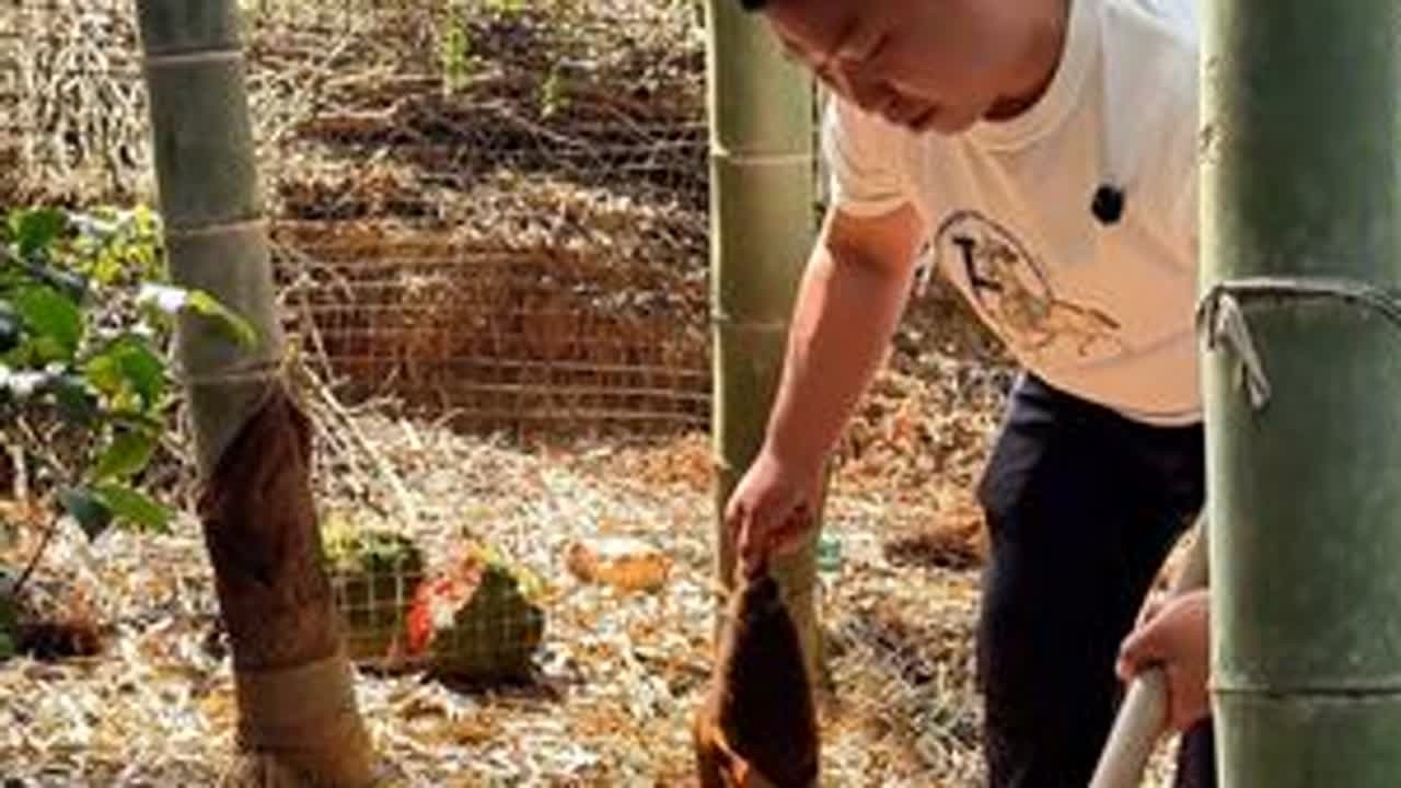 给舅子挖了一大口袋竹笋去，给了姐夫一个面子全要了 #农村生活