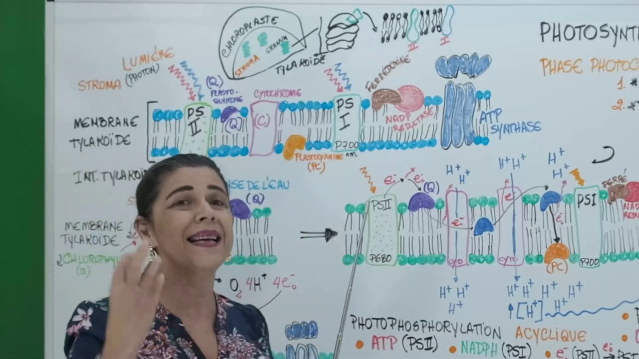 PHOTOSYNTHESE: PHASE CLAIRE ACYCLIQUE