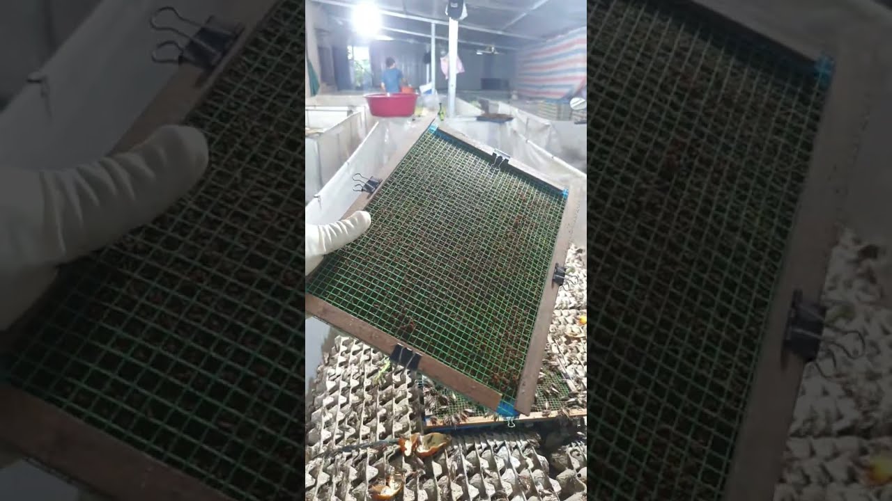 Minh Côn Trùng Gia Lai đang phát trực tiếp!