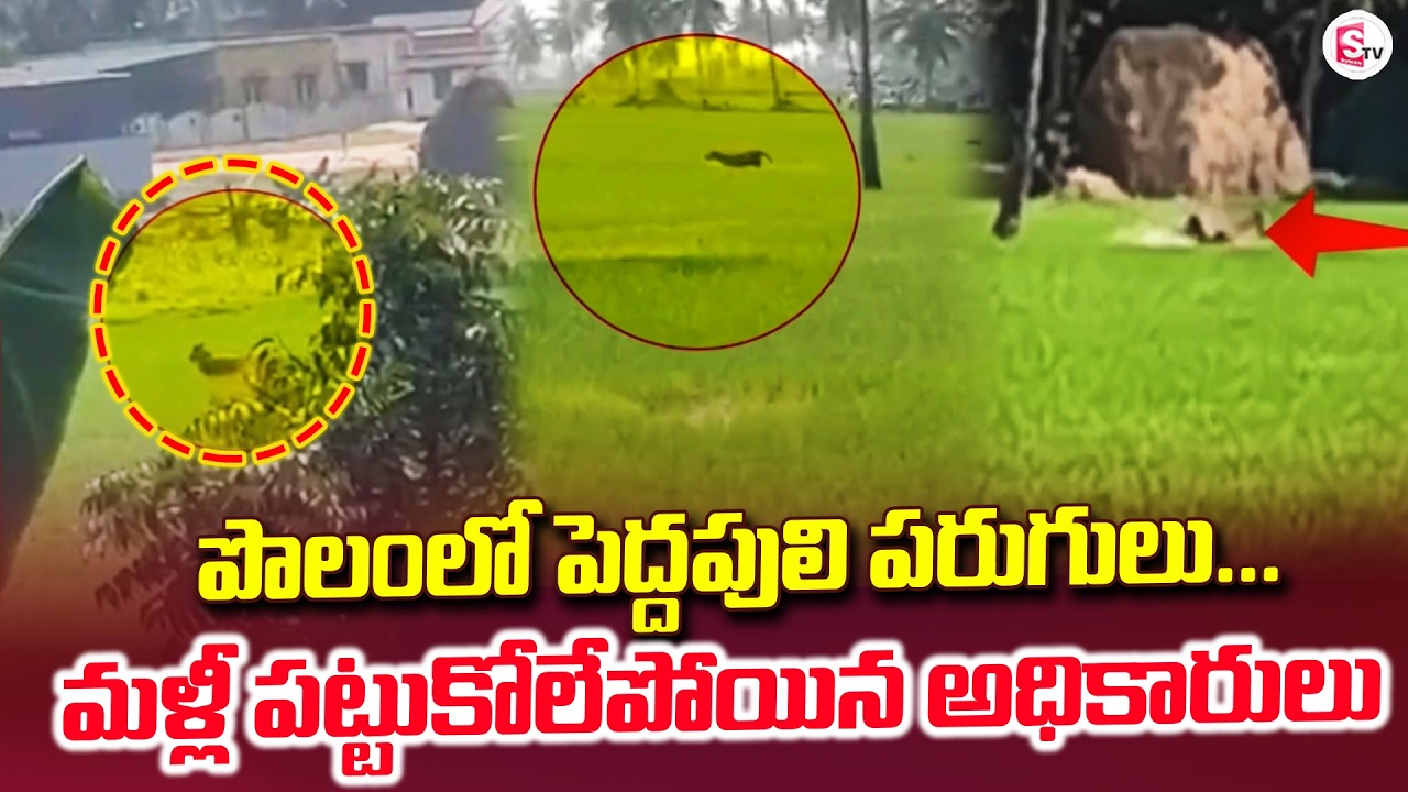 LIVE:🔴పొలంలో పెద్దపులి పరుగులు | Pedda Tiger Exlusive Updates | Peddapuli | SumanTV Janaki