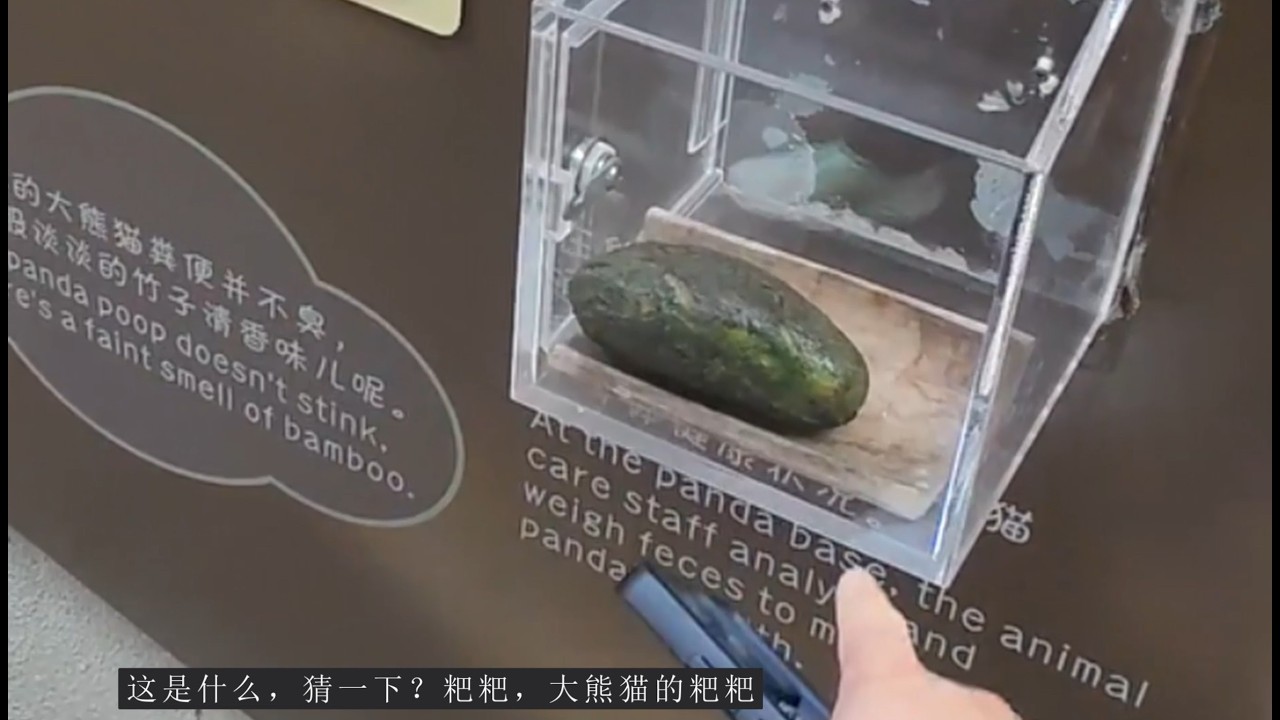 2025 成都第二天，熊猫基地，锦里，烧烤 折耳根