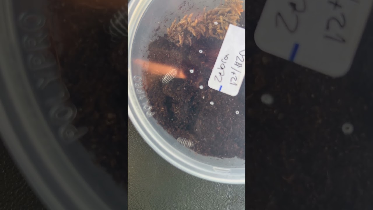 Zebra isopods for Bella’s tank