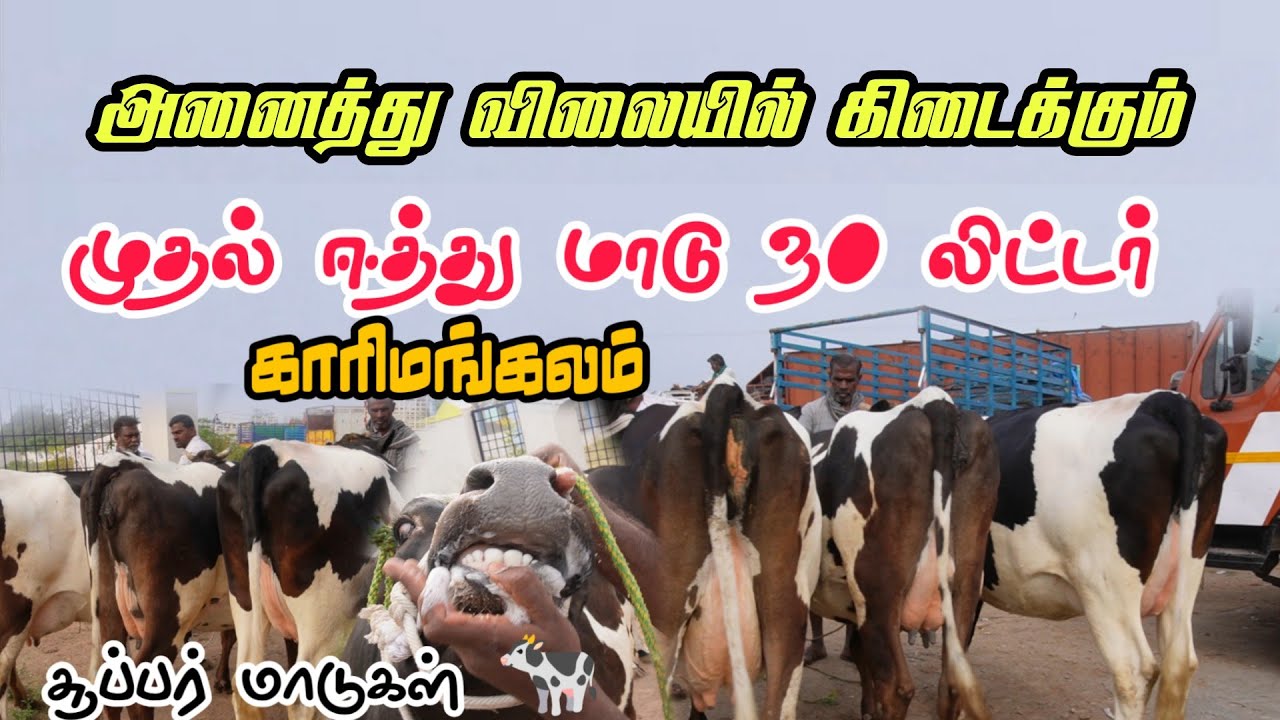 முதல் ஈத்து மாடு எவ்வளவு பால் கறக்கும்? இவ்வளவு பெரிய மாடுகள் 🥰 காரிமங்கலம் சந்தை #cow 