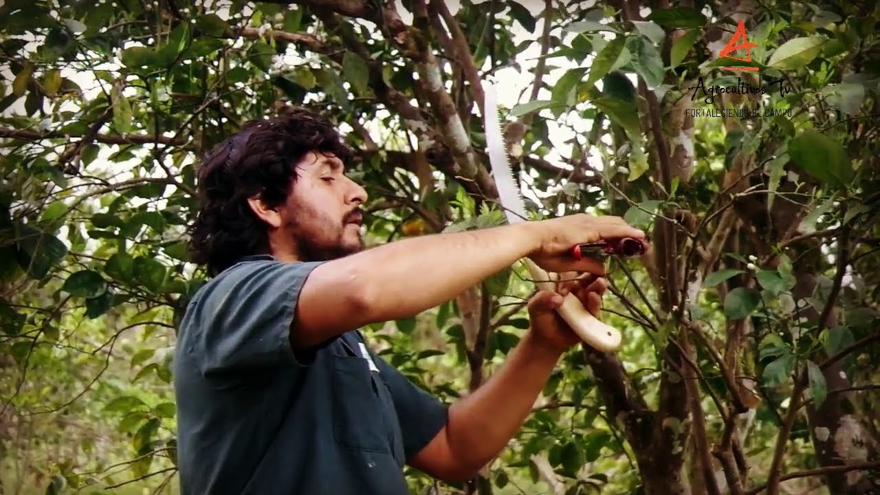 🌳 Tipos de Poda en Frutales  ¿Los conoces? | Naranja y otros...