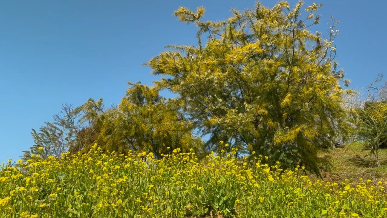 2026/02/19　蝋梅超超超超超満開　白梅・菜の花・河津桜咲き始め　菜の花犬寄峠の黄色い丘　〜愛媛県伊予市〜