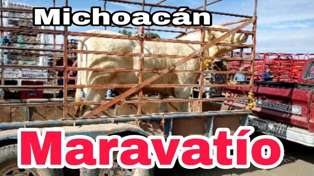 Así es MARAVATIO MICHOACAN y su bella plaza ganadera / caballos- toros . vacas lecheras .