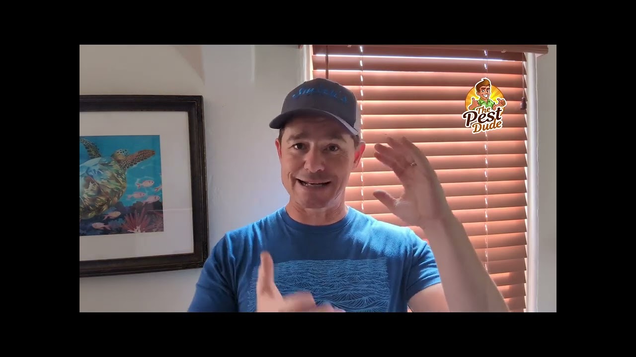 How to Eliminate Household Moths According to a Pest Pro
