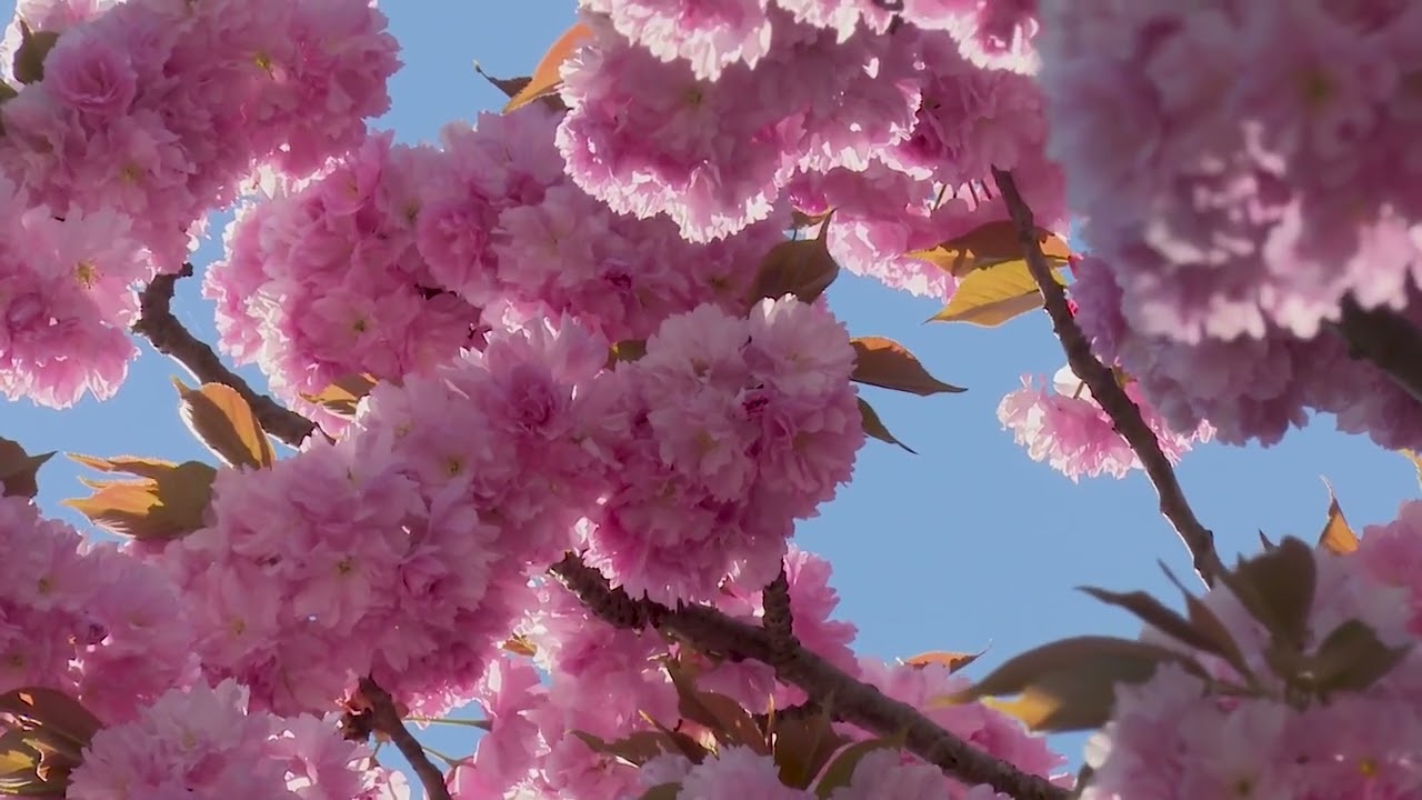 Blossoms in Clear Sky Oriental meditation music
