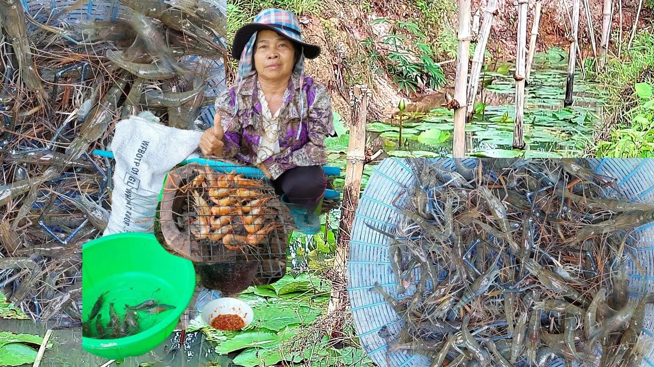 เลี้ยงกุ้งไว้กินเอง แบบธรรมชาติต้นทุนต่ำไว้กินในสวนสบายสบาย จะขายก็ง่ายเพราะต้นทุนต่ำ