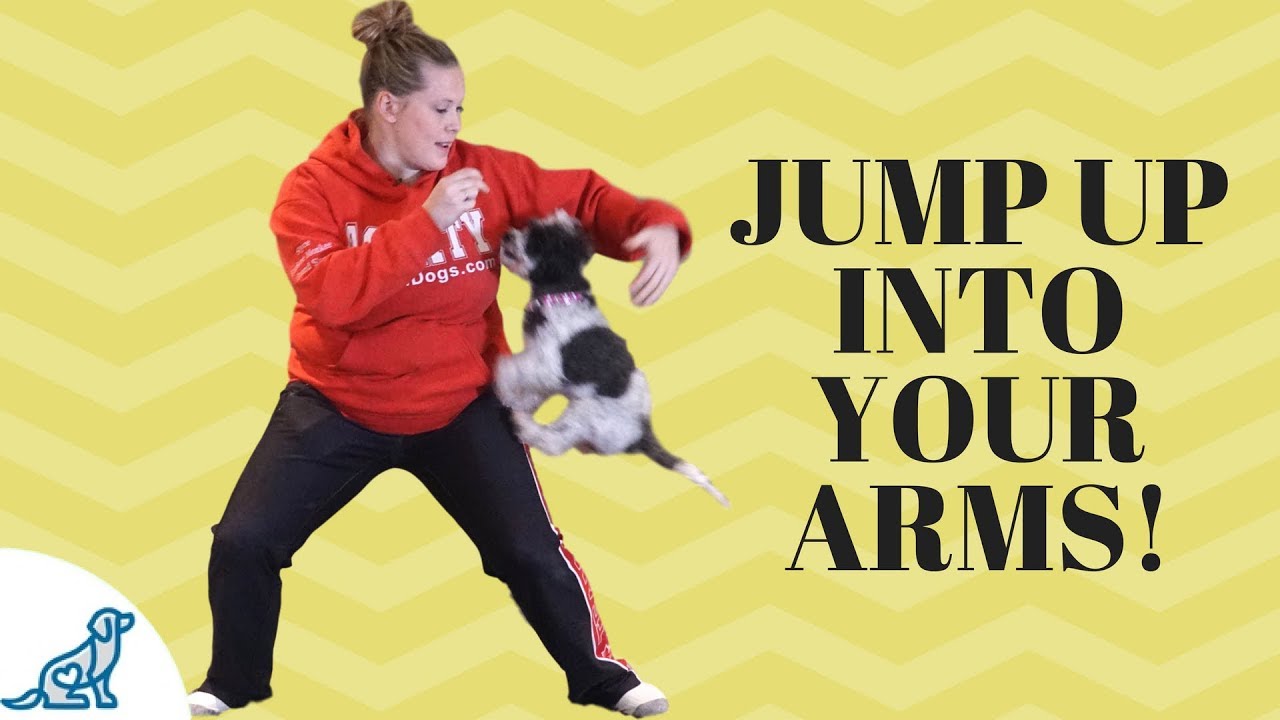 How To Teach Your Dog To Jump Up Into Your Arms - Professional Dog Training Tips