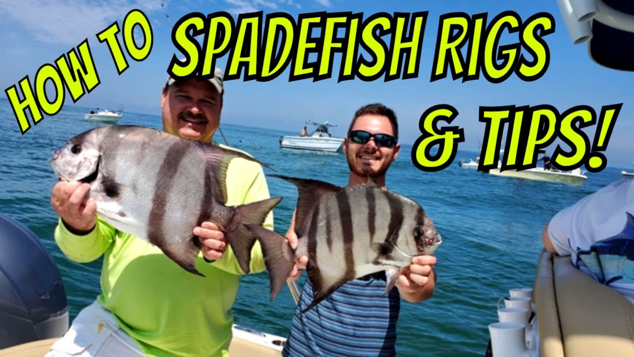 How to Spadefish, Rigs and Tips (Tutorial!)