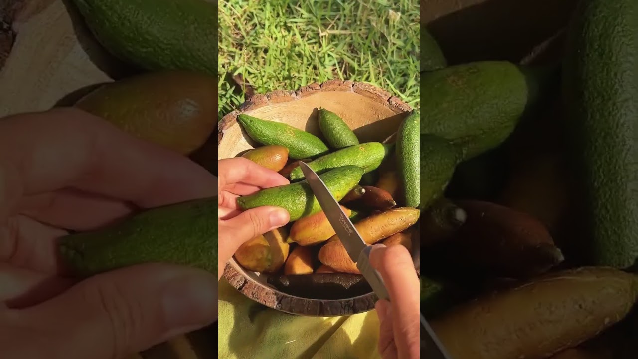 Veliyath Gardens: India's top source for 1000+ rare fruit plants. #fruit #exoticvariety #fruitplant