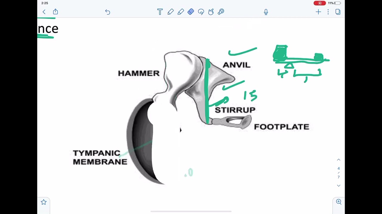 فيزيا طبيه/Ear and hearing/الجزء الثالث/جامعه البصره كليه طب الزهراء