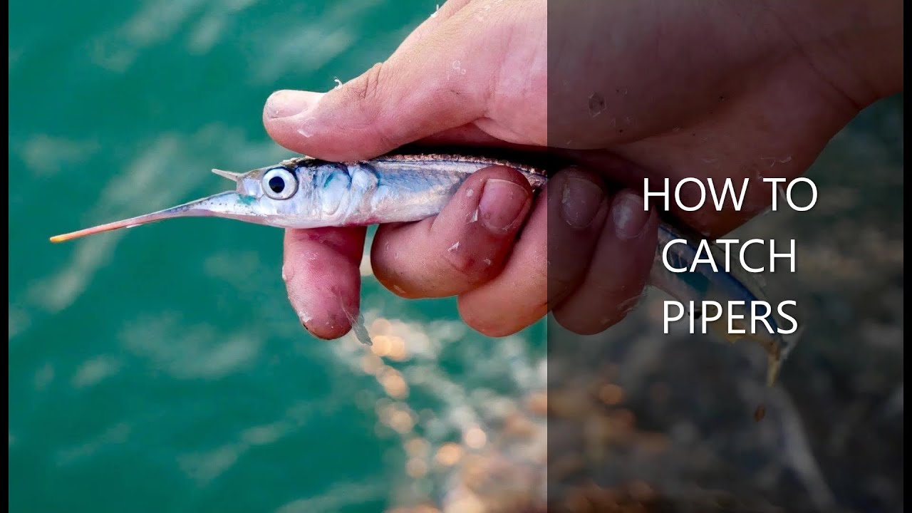 The Complete Guide on Catching Piper/Garfish | In-depth Tutorial