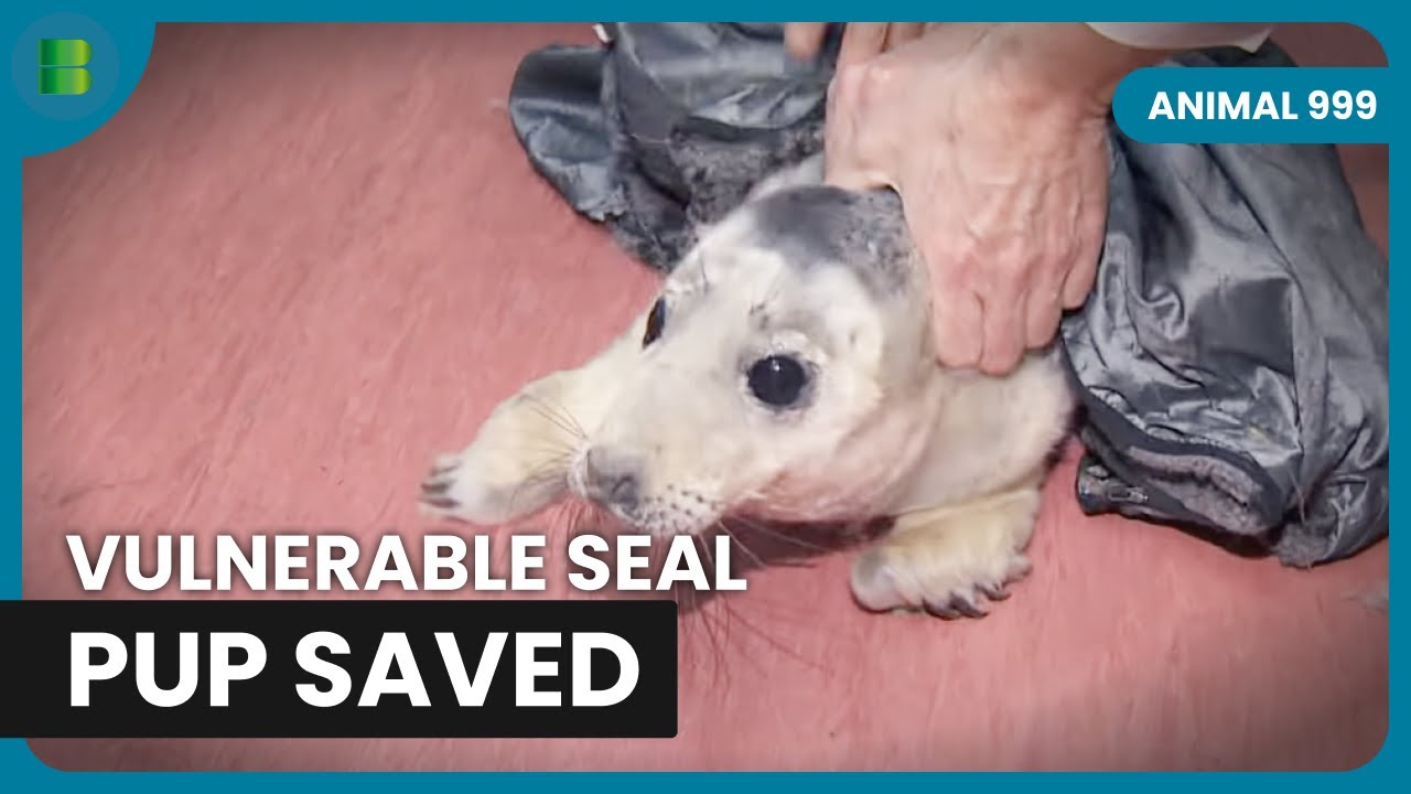 Vulnerable Seal Pup Saved from Isle of Lewis | Animal 999