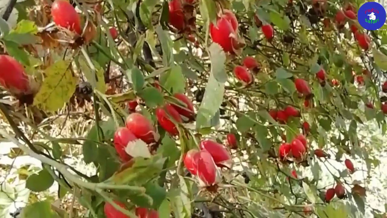 Шиповника чистый природный Хуч простой образ жизни