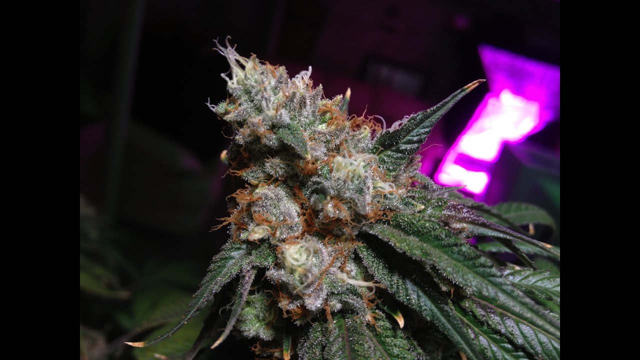 LA Kush and OG Cheese, Day 47 - Flower, All LED grow