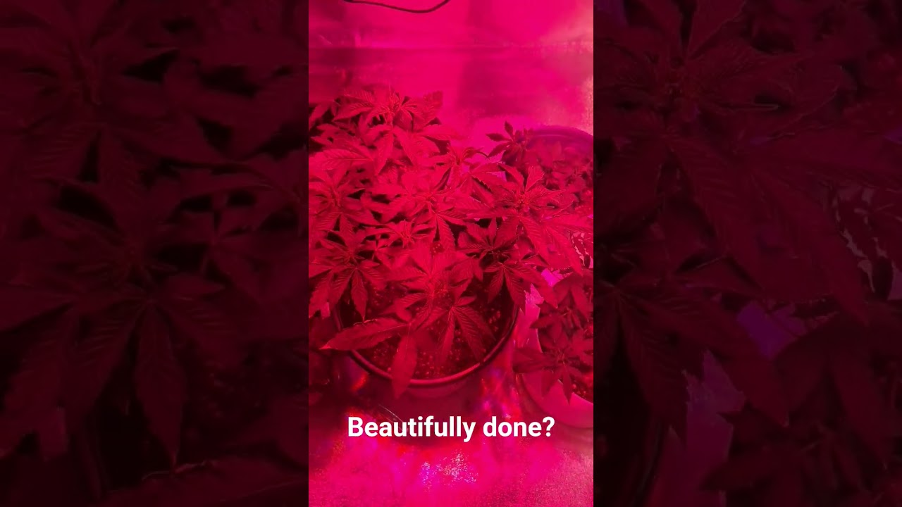 first time growmie. I'm so glad to be apart of this community and I'm thankful. #garden #foryou