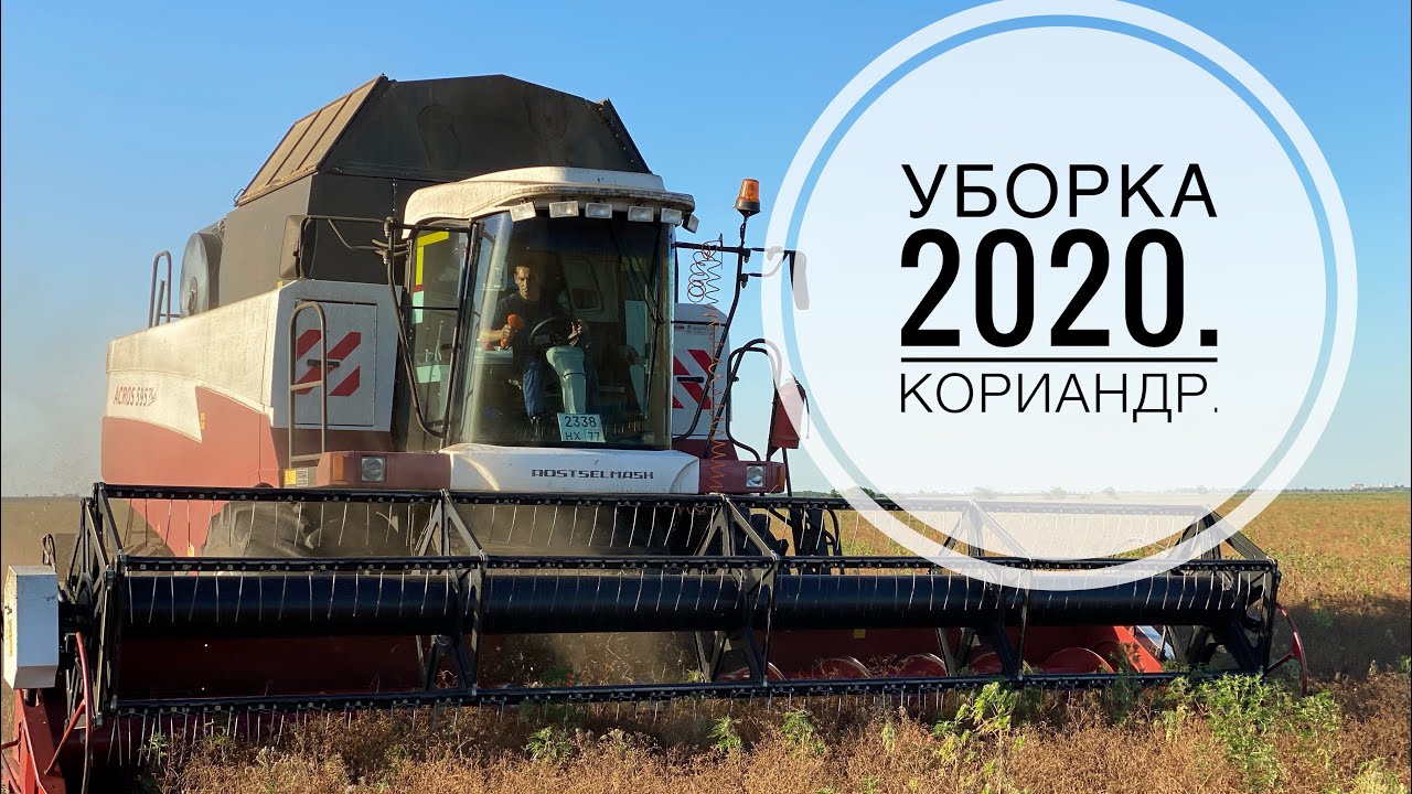 Уборка 2020 продолжается. Убираем кориандр.