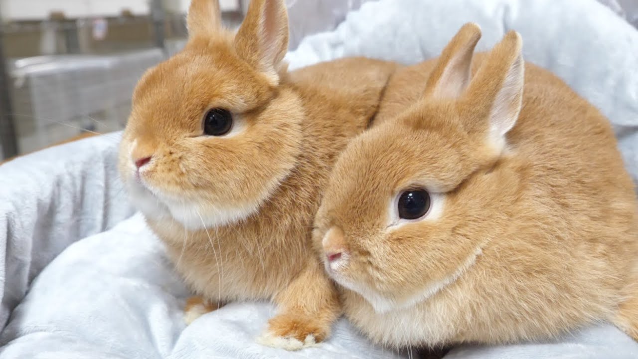 誰が見てもかわいいうさぎの親子