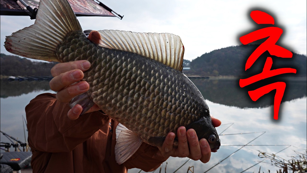 덩어리가 철푸덕! 붕어낚시 포인트 채비 미끼 느낌이 온다!