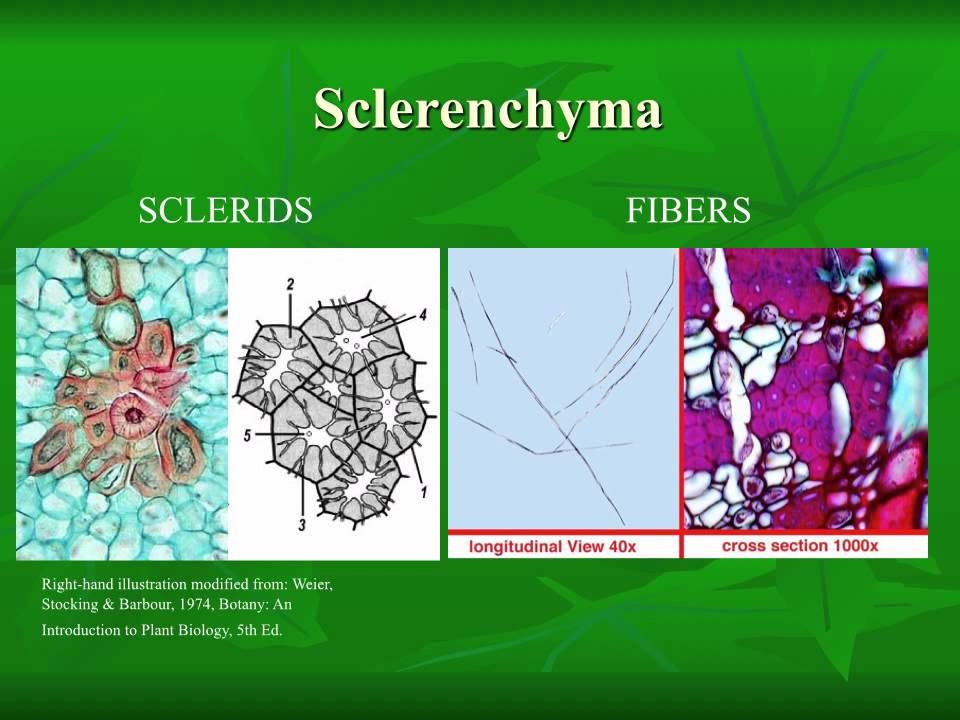 AS level. A Cells. Plant histology